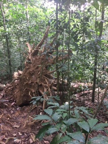 Terrain de projet en Guinée