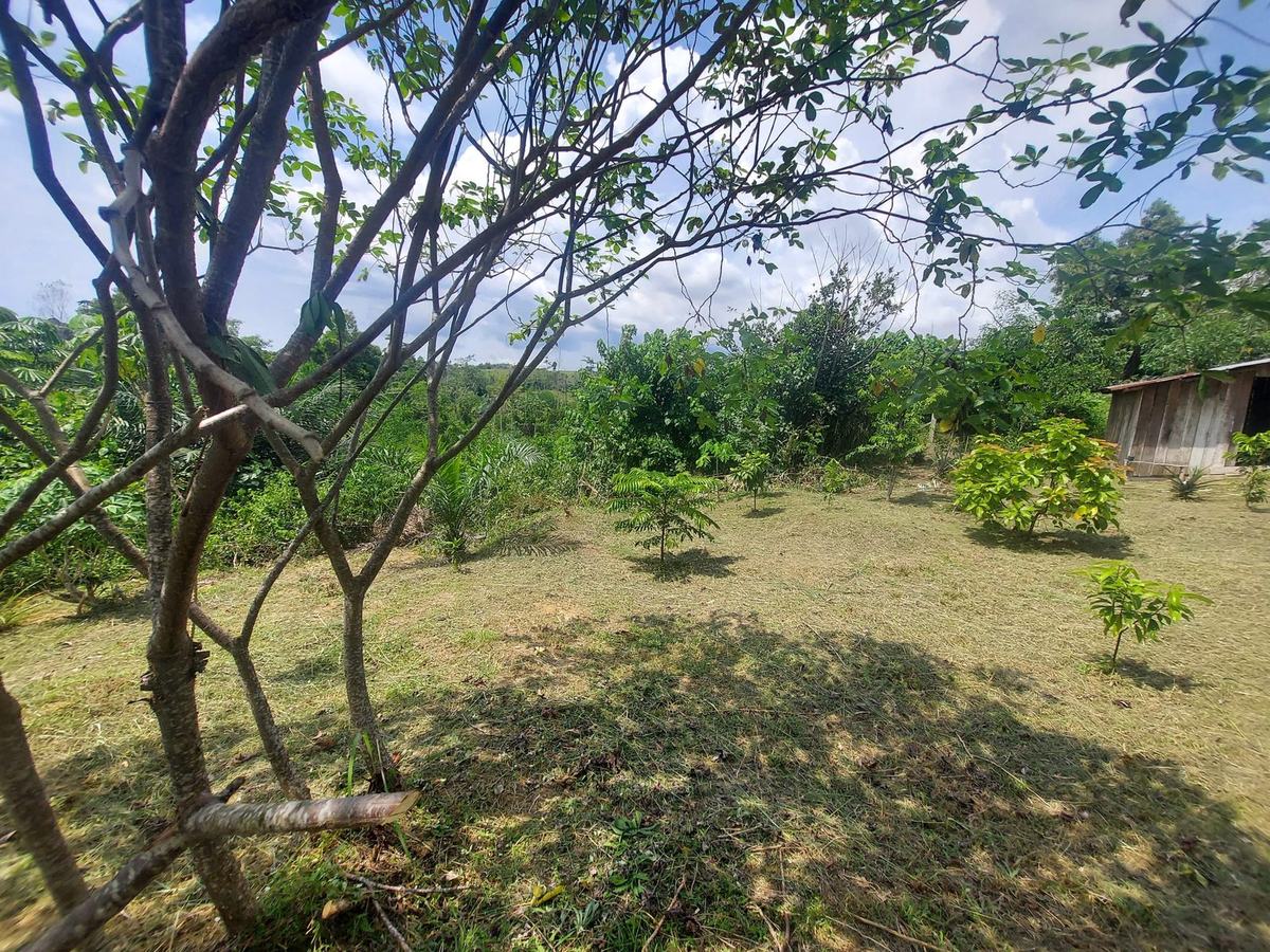 Clairière plantée, vue à travers les branches
