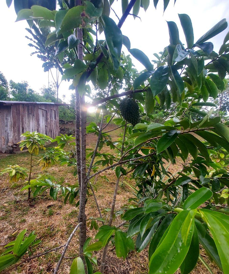 Parcelle en contre-jour, jeunes plantations