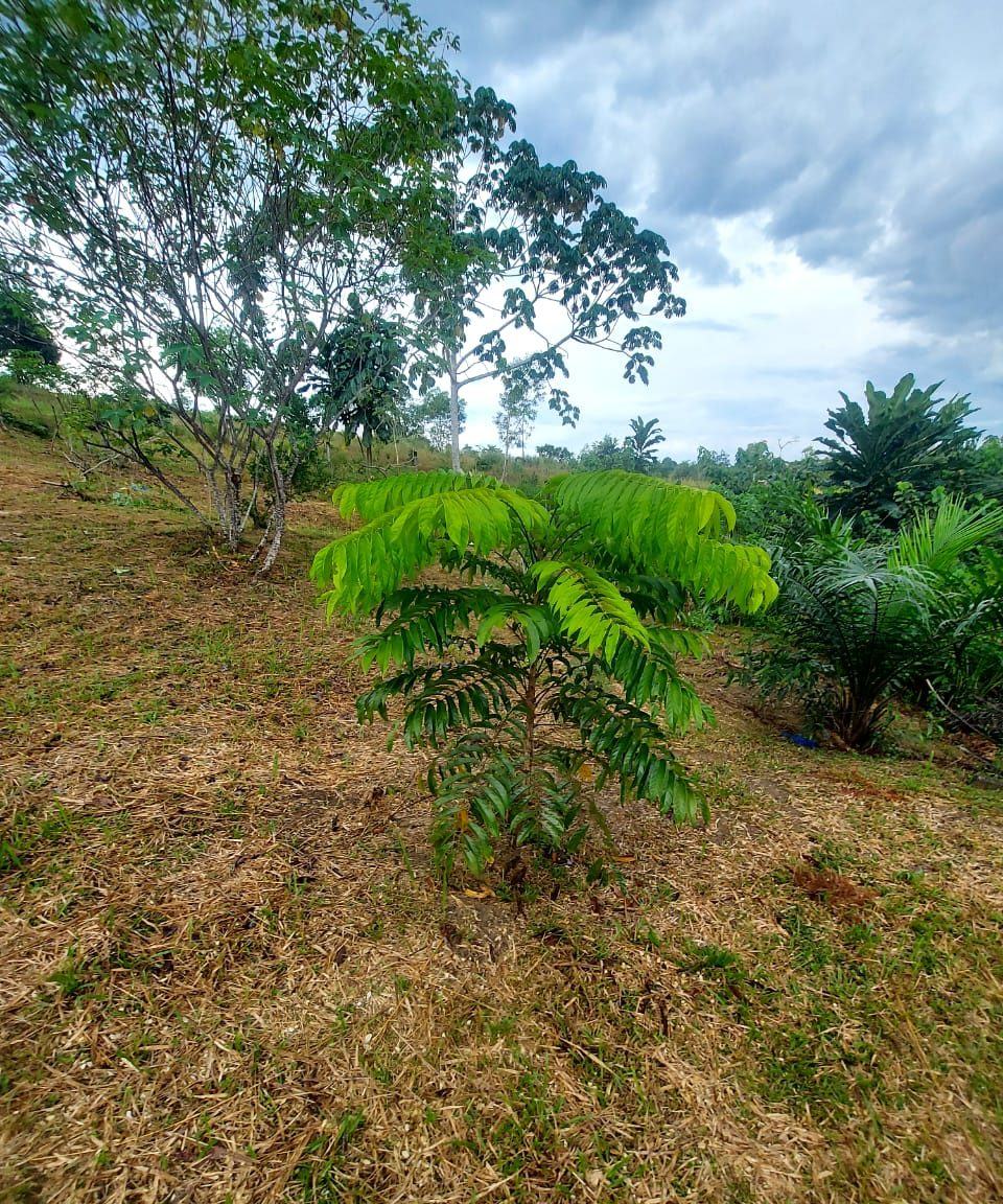 Jeune arbre planté dans la clairière