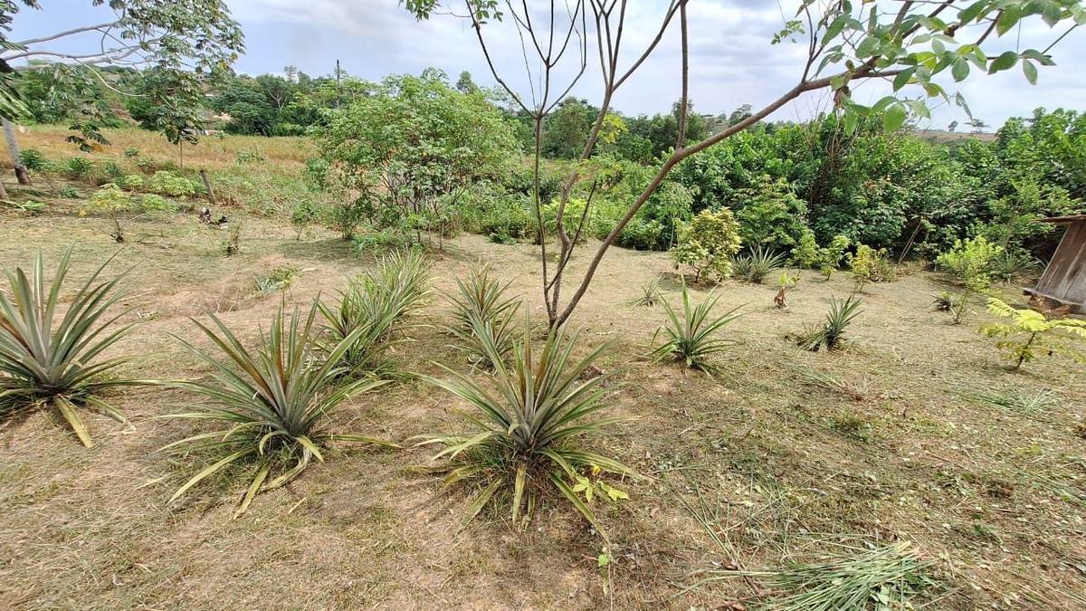 Vue large de la parcelle avec rangées d'ananas